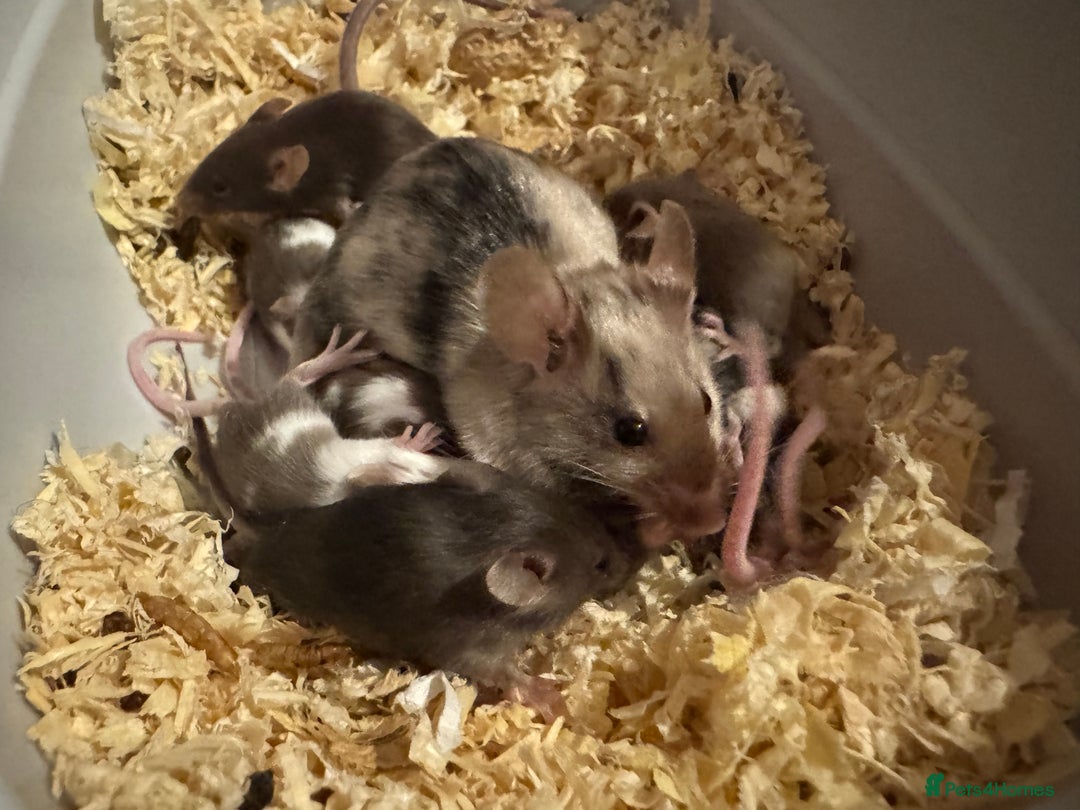 Mouse rodents for sale: Baby fancy mice - Image 4