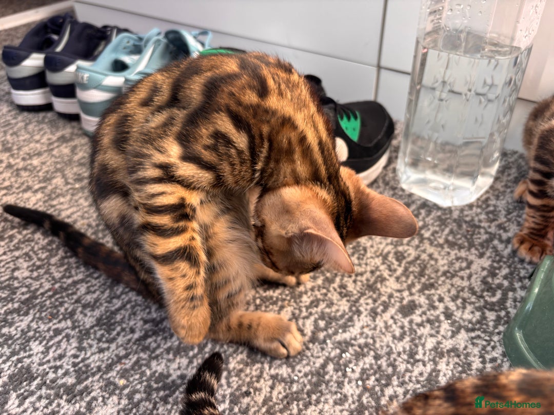 Bengal cats for sale: Bengals  - Image 6