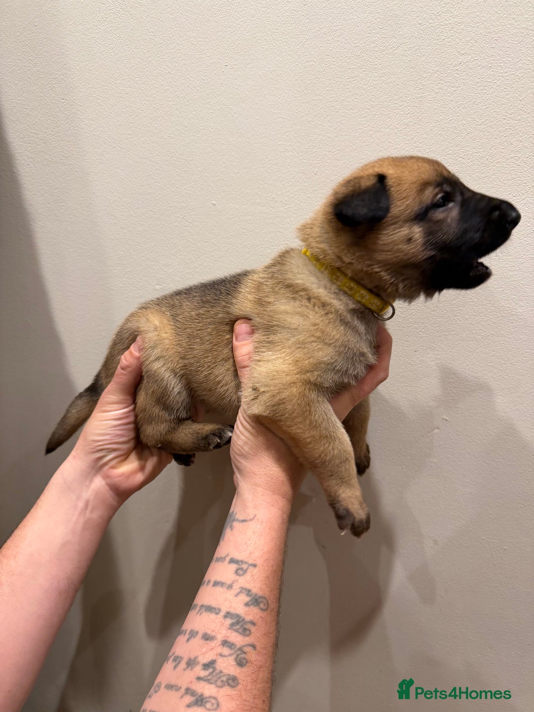 Mixed Breed dogs for sale: Shepinios puppies  - Advert 14