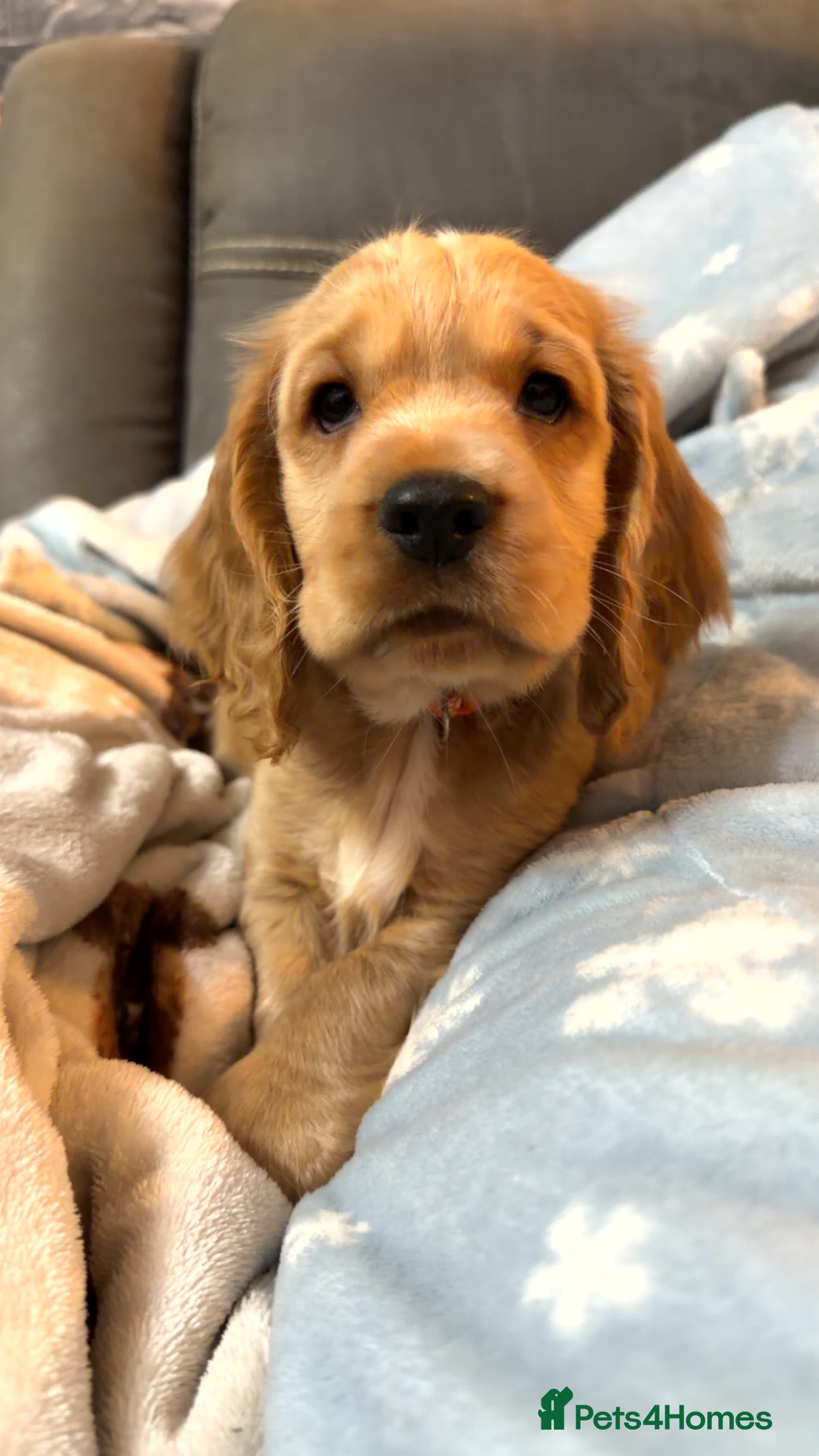 Cocker Spaniel dogs Show type cocker spaniel  - Advert 6