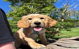 Cocker Spaniel dogs for sale: Cocker spaniel - Image 1