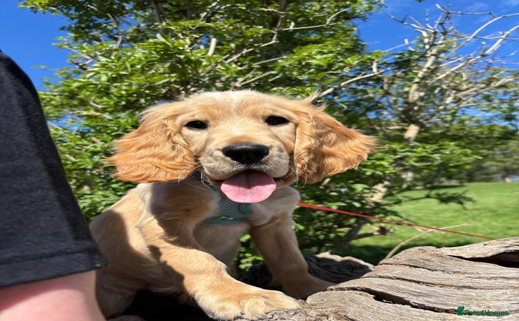 Cocker Spaniel dogs - Advert 1