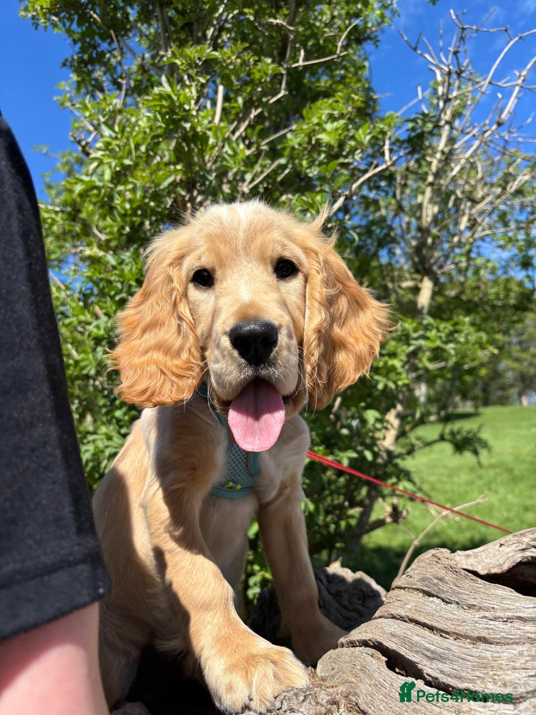 Cocker Spaniel dogs for sale: Cocker spaniel - Image 1