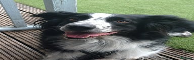 Border Collie 5 Year Old Neutered Male