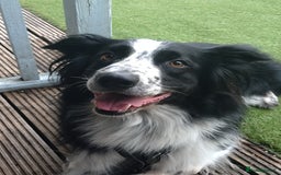 Border Collie dogs for sale: Digby - 5 Year Old Neutered Male Border Collue - Image 6