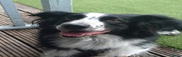 Border Collie dogs for sale: Digby - 5 Year Old Neutered Male Border Collue - Advert 6