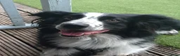 Border Collie dogs for sale: Digby - 5 Year Old Neutered Male Border Collue - Advert 6