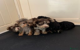 Biewer Terrier dogs for sale: Stunning Biewer Terrier puppies - Image 5