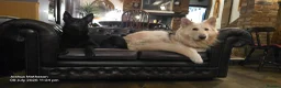 German Shepherd dogs for sale: Exceptional German Shepherd Puppies in Evesham - Advert 11