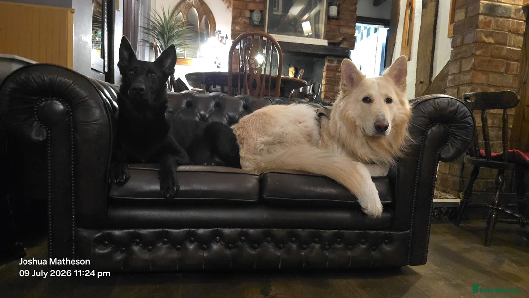 German Shepherd dogs for sale: Exceptional German Shepherd Puppies in Evesham - Advert 11