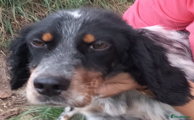 English Setter dogs - Advert 1