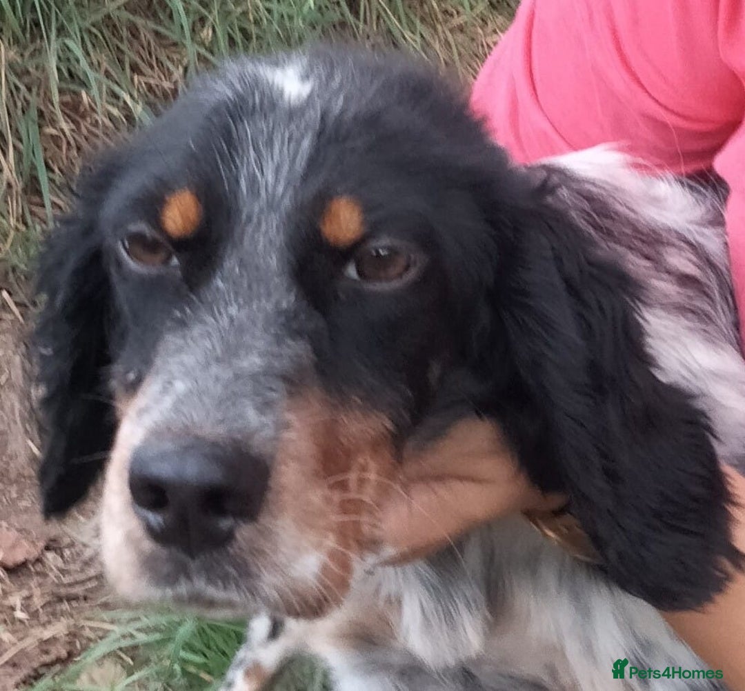 English Setter dogs for adoption: Olaf  - Image 1