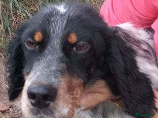 English Setter dogs - Advert 1