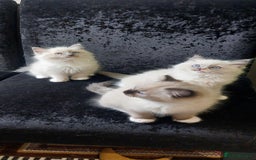 Ragdoll cats for sale: The most beautiful and adorable Ragdoll kittens  - Image 12