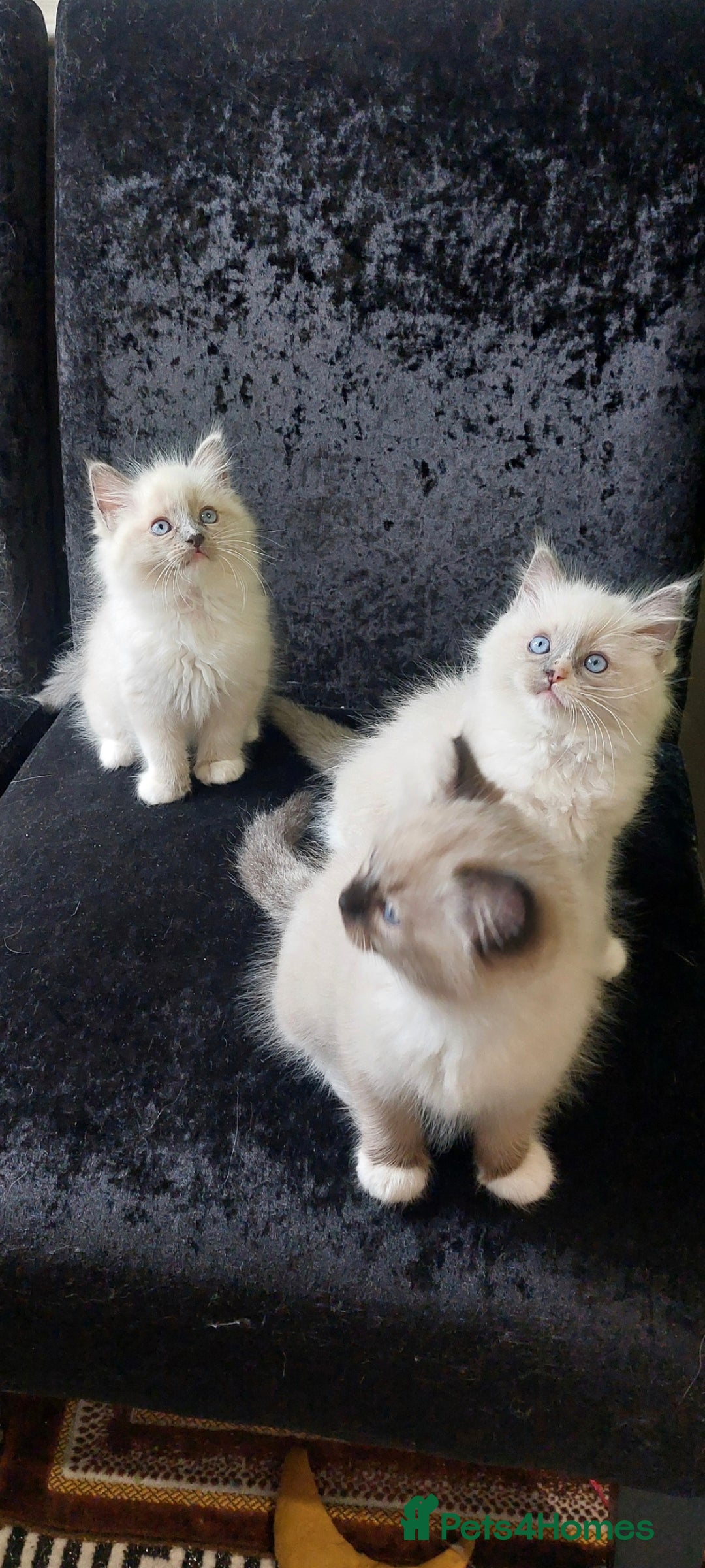 Ragdoll cats for sale: The most beautiful and adorable Ragdoll kittens  - Image 12