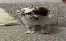 Cockapoo dogs for sale: Cockerpoo girl - Image 1