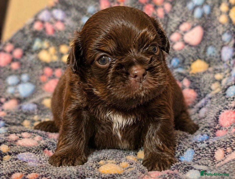 Shih Tzu dogs Kennel Club Health Tested - Advert 1