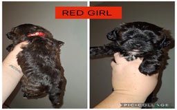 Shorkie dogs for sale: Shorkie puppies  - Image 2