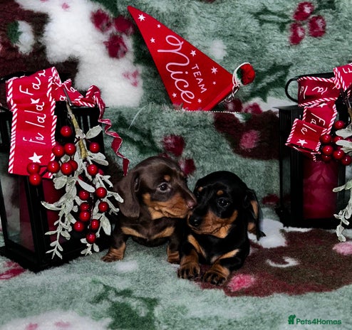 Miniature Dachshund dogs - Advert 11