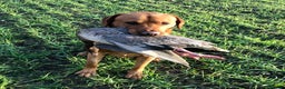 Labrador Retriever dogs for stud: K.c Reg Fox Red Labrador at stud in Suffolk in Eye - Advert 6