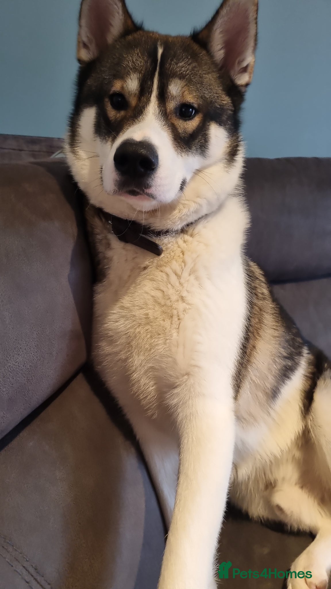 Siberian Husky dogs 4 year old male husky - Advert 1