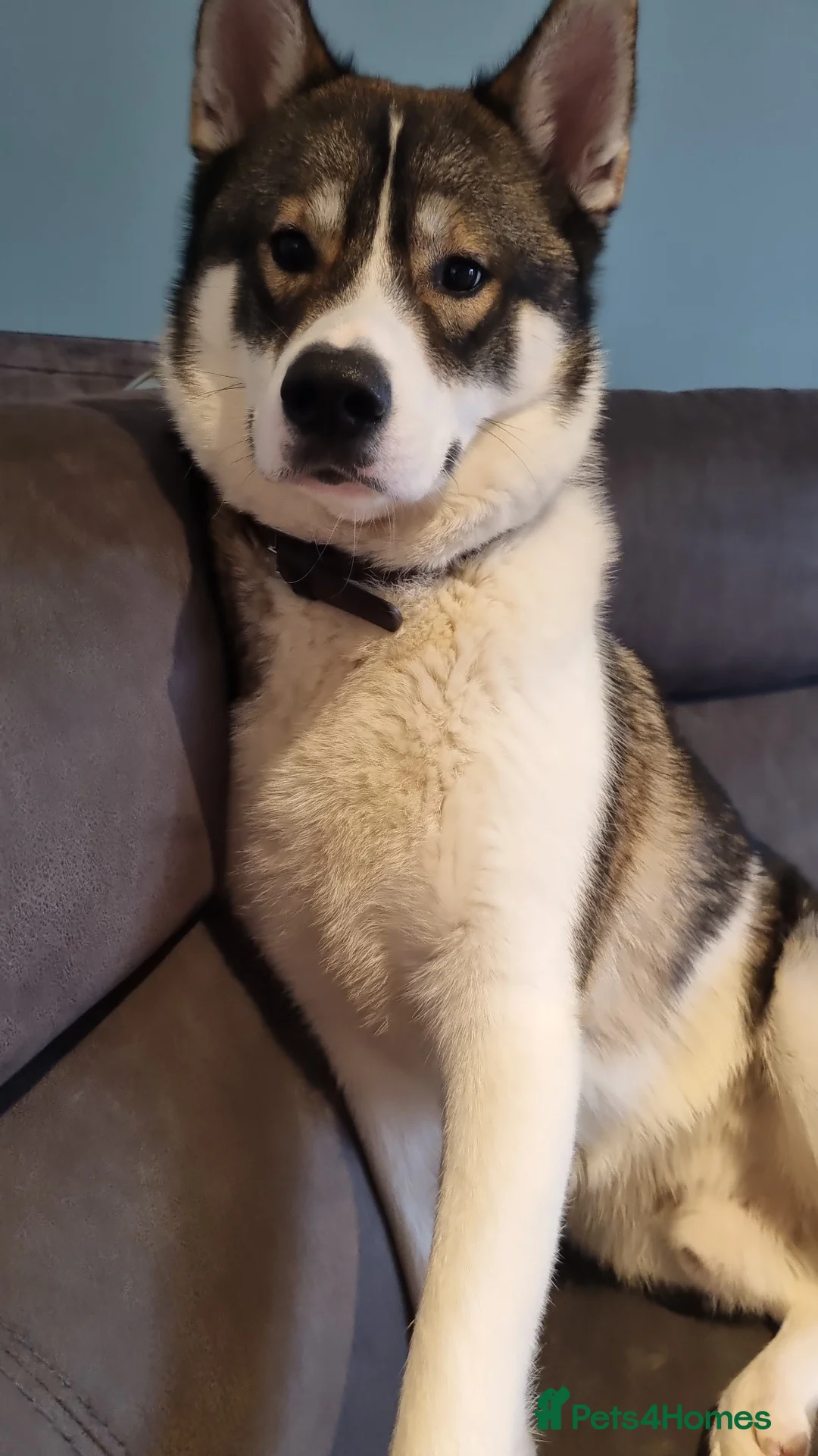 Siberian Husky dogs for stud: 4 year old male husky in Ayr - Advert 1