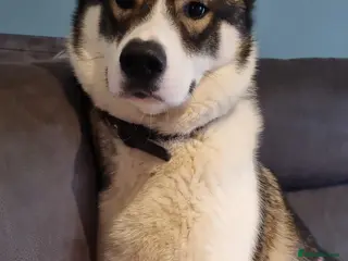 Siberian Husky dogs 4 year old male husky - Advert 14