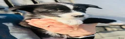 Border Collie dogs for sale: Gorgeous collie pups - various colours  - Advert 7