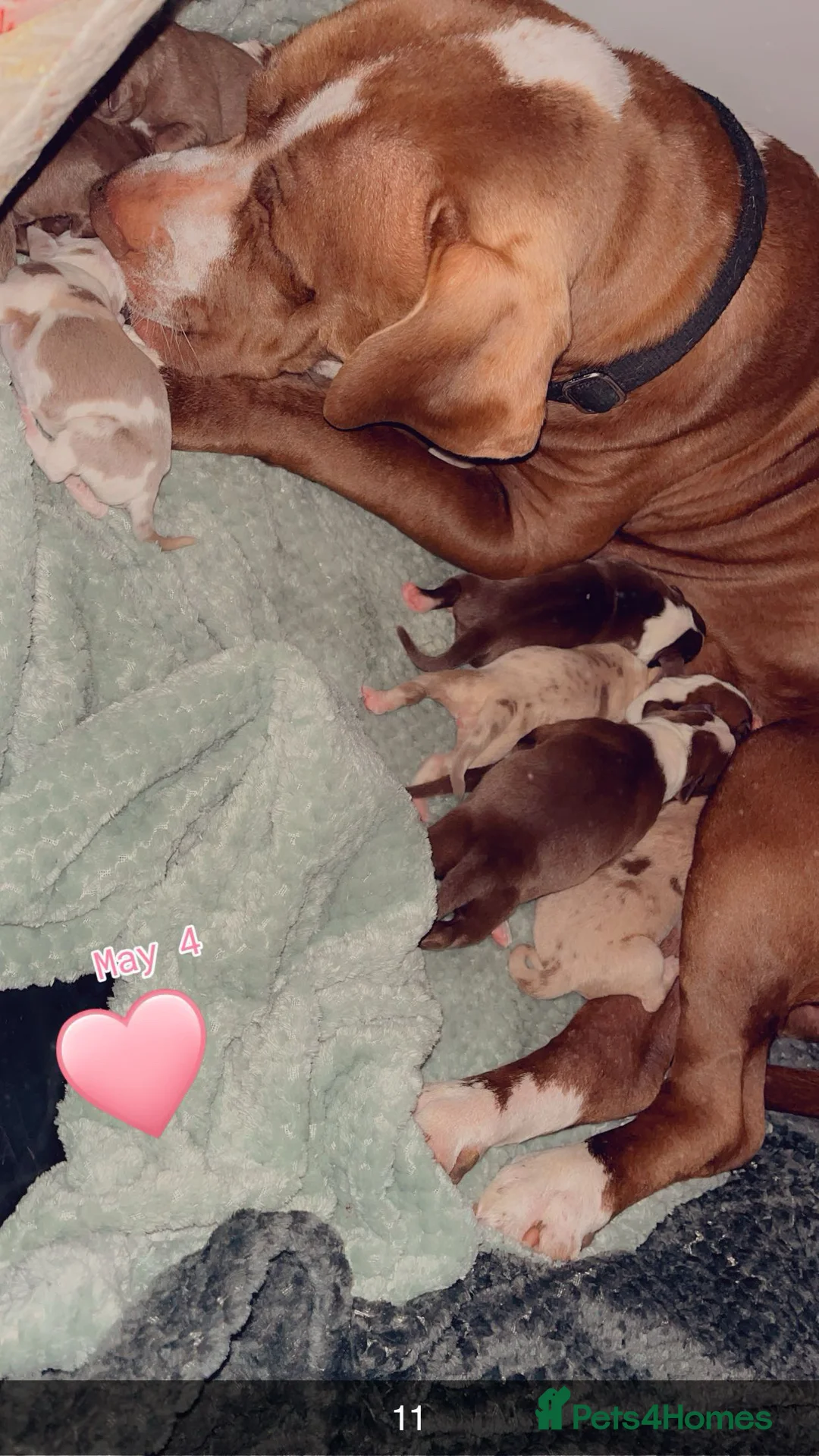 Mixed Breed dogs for sale: 3 gorgeous girls in Preston - Advert 2