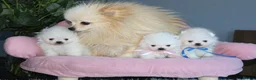 Pomeranian dogs for sale: Tiny white KC Pomeranian girl in Hemel Hempstead - Advert 3