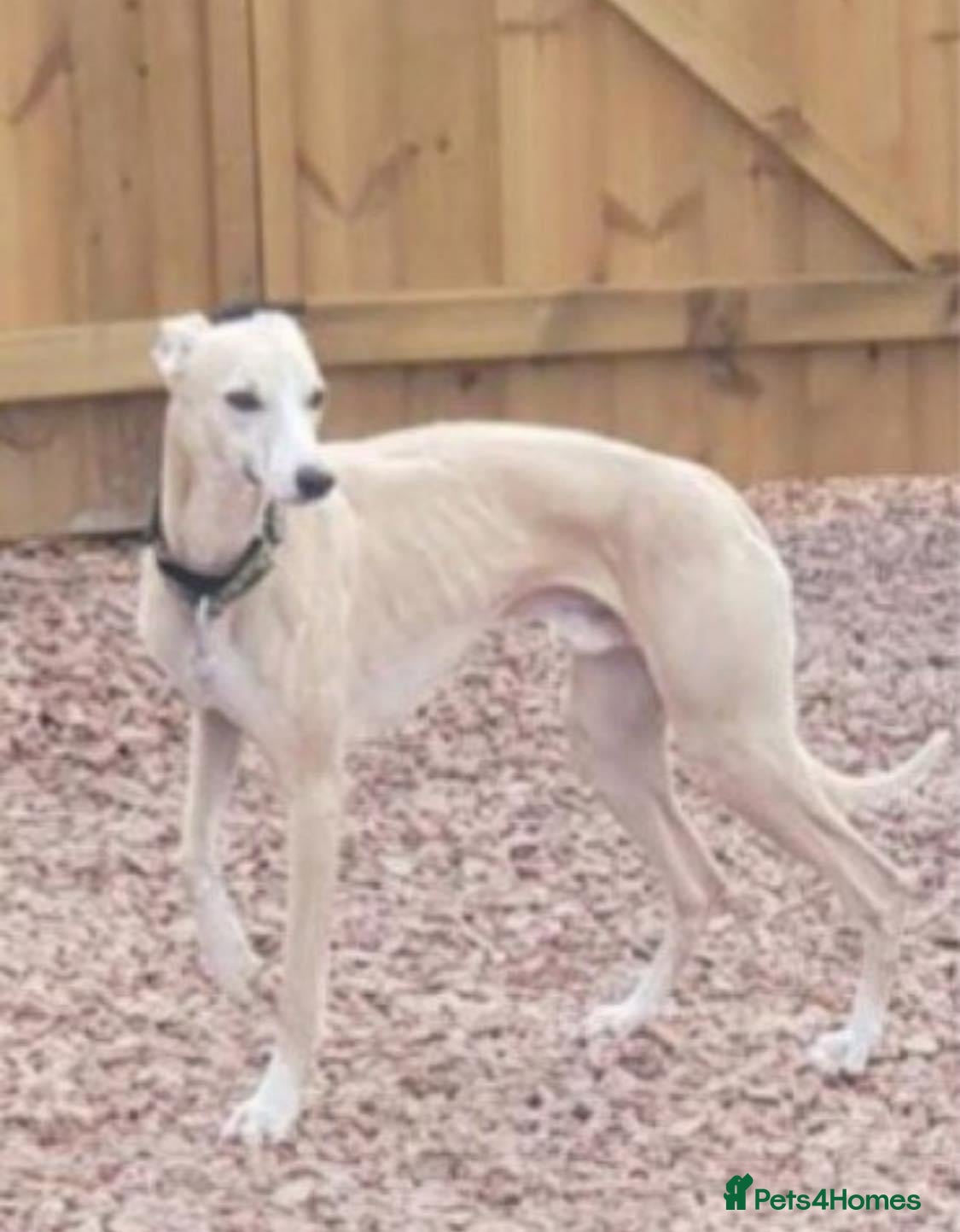 Whippet dogs Fantastic KC Reg Whippet Stud available in Worcester - Advert 5