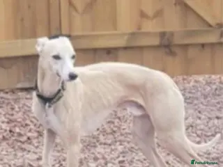Whippet dogs Fantastic KC Reg Whippet Stud available in Worcester - Advert 5