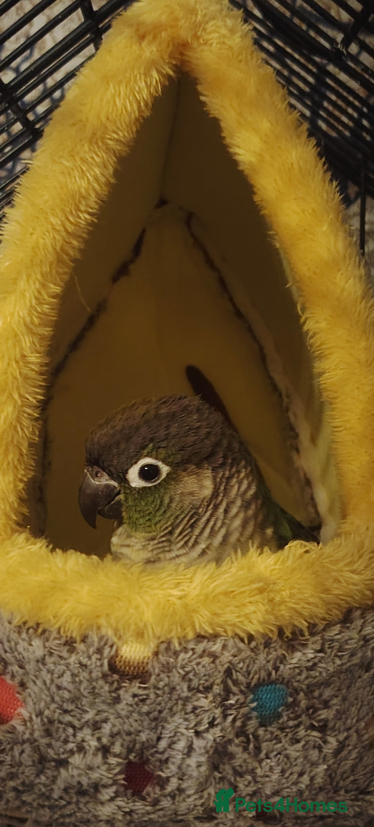 Conures birds Lovely green cheek concure - Advert 4