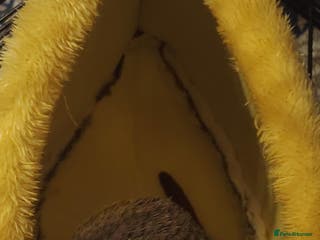 Conures birds Lovely green cheek concure - Advert 4