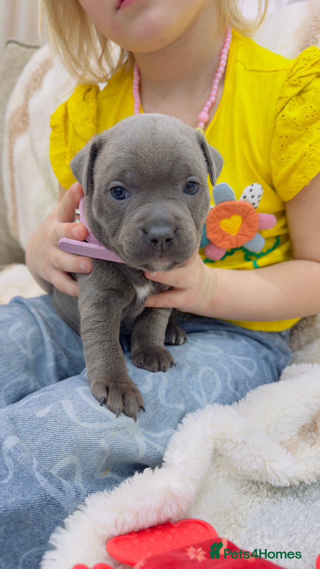 Staffordshire Bull Terrier dogs for sale: ✨🥰🐶 KC Registered Staffordshire Bull Terrier  🐾 - Advert 18
