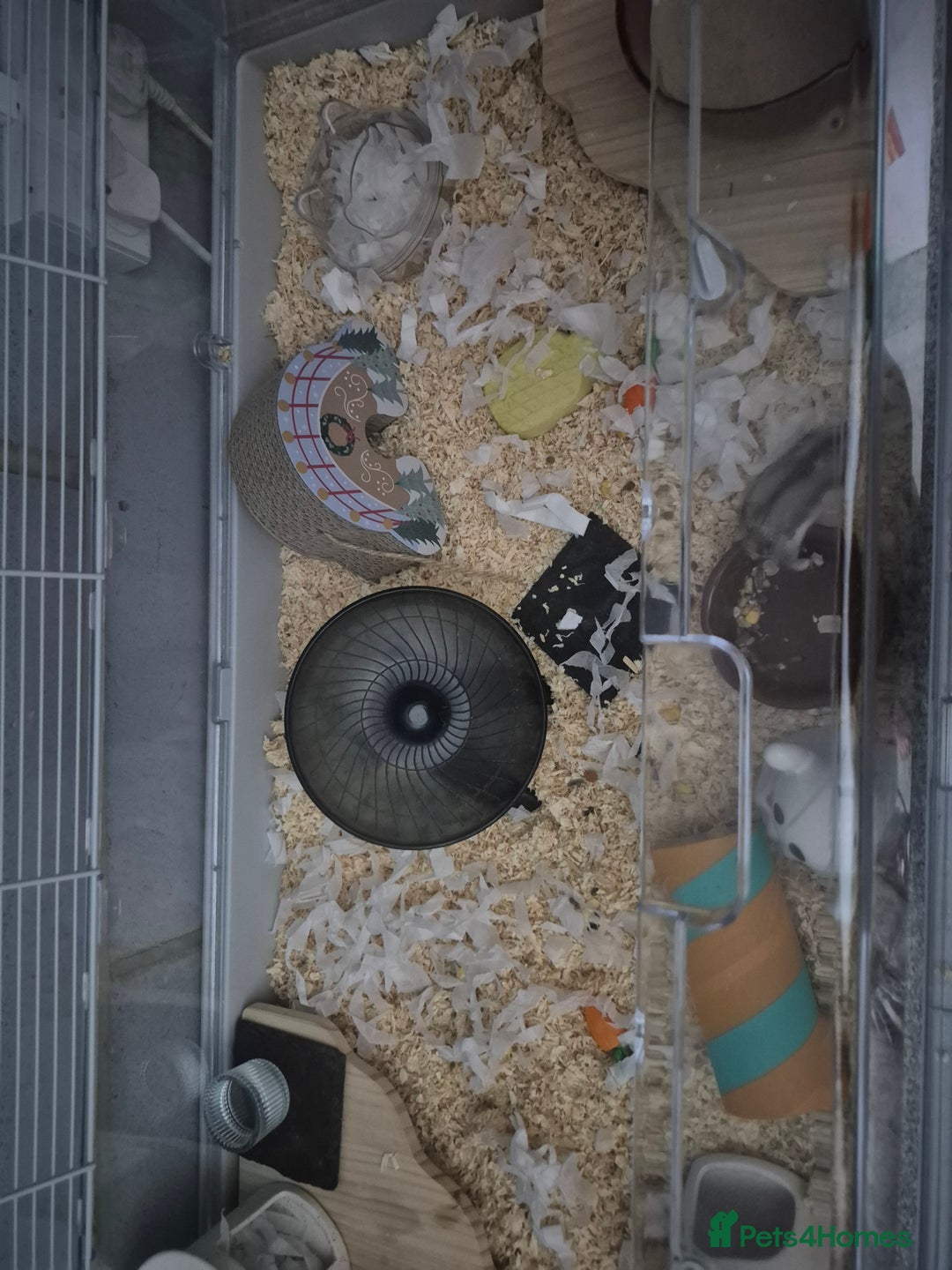 Hamster rodents for sale: Hamster for sale  - Advert 5