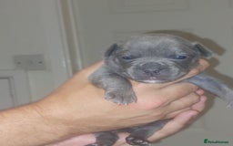 Mixed Breed dogs for sale: FRENCH BULLDOG X STAFFY  - Image 4