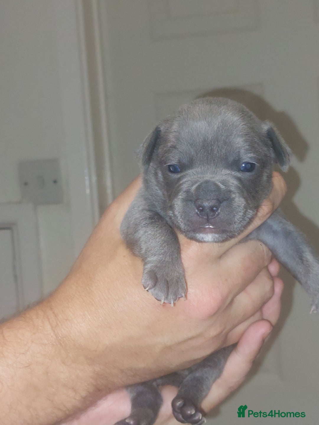 Mixed Breed dogs for sale: FRENCH BULLDOG X STAFFY  - Image 4
