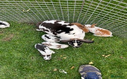 Rex rabbits for sale: Lovely Mini Rex bunnies ready for their new homes - Image 5