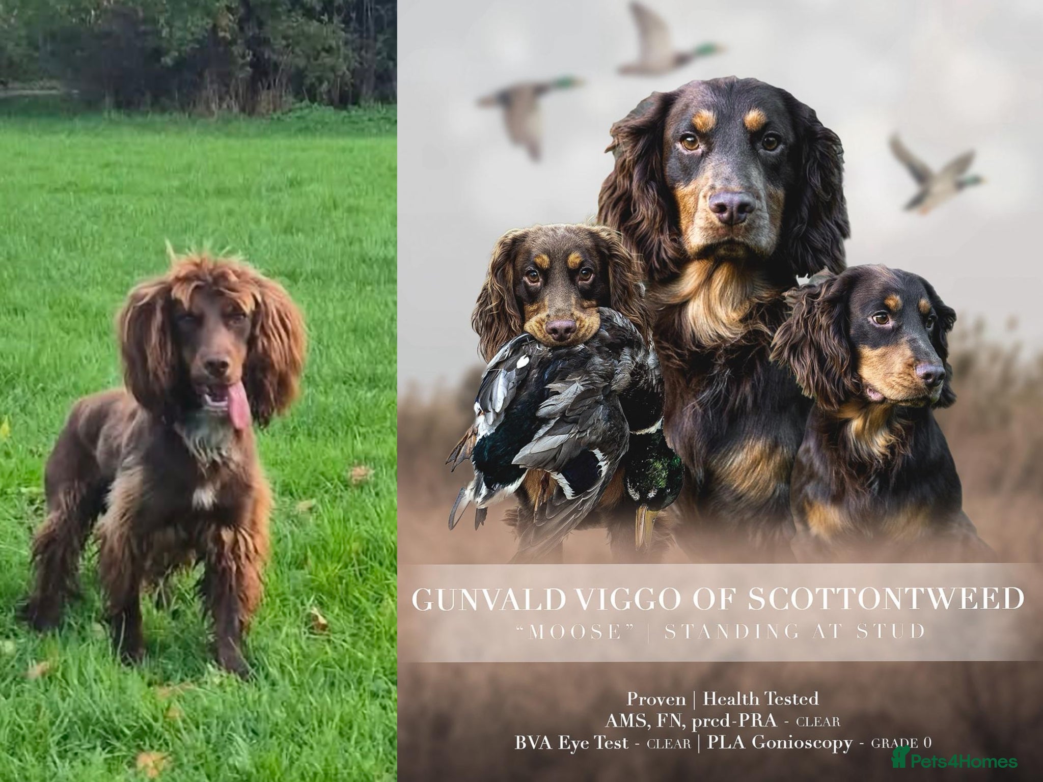 Cocker Spaniel dogs Champion bloodline cocker spaniels  - Advert 1