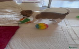 Jack Chi dogs for sale: Jack-chi puppies - Advert 12