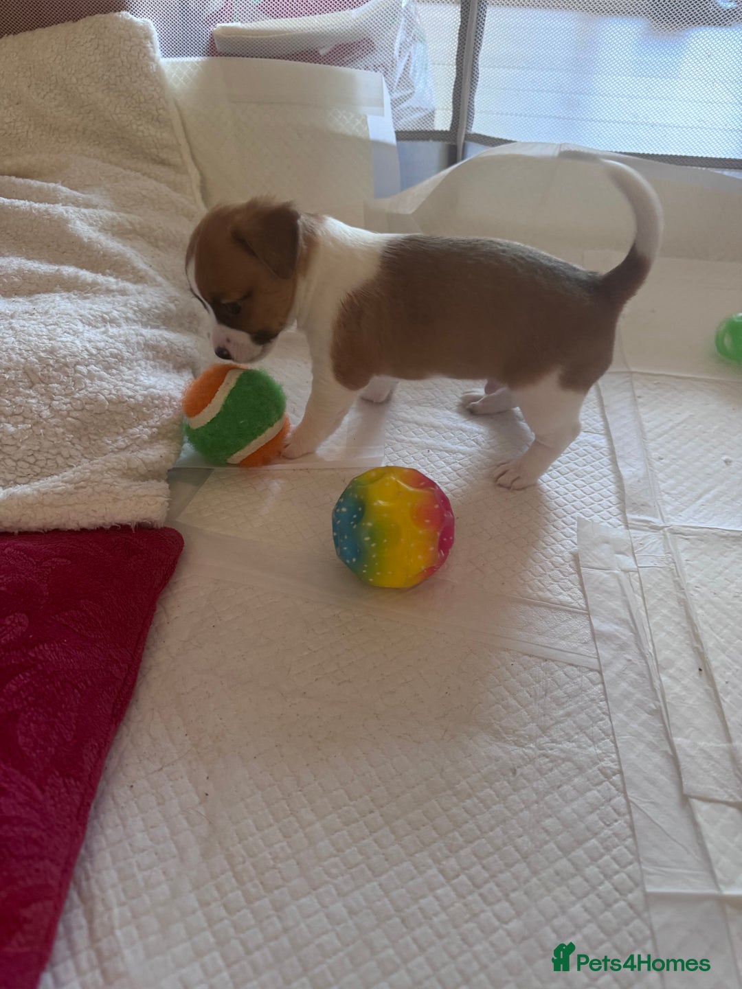 Jack Chi dogs for sale: Jack-chi puppies - Advert 12