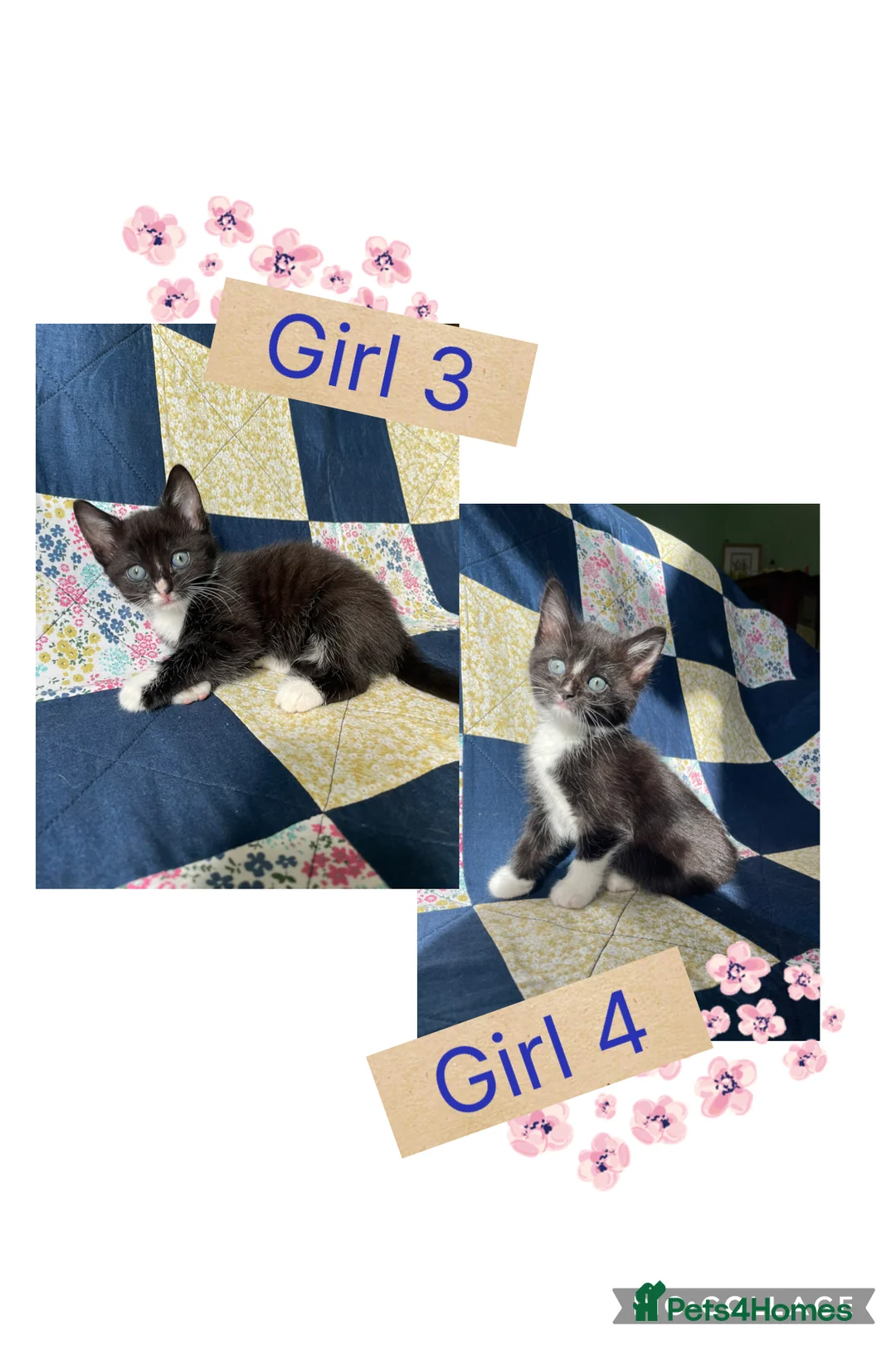 Mixed Breed cats for sale: 2 adorable kittens for sale  - Advert 1