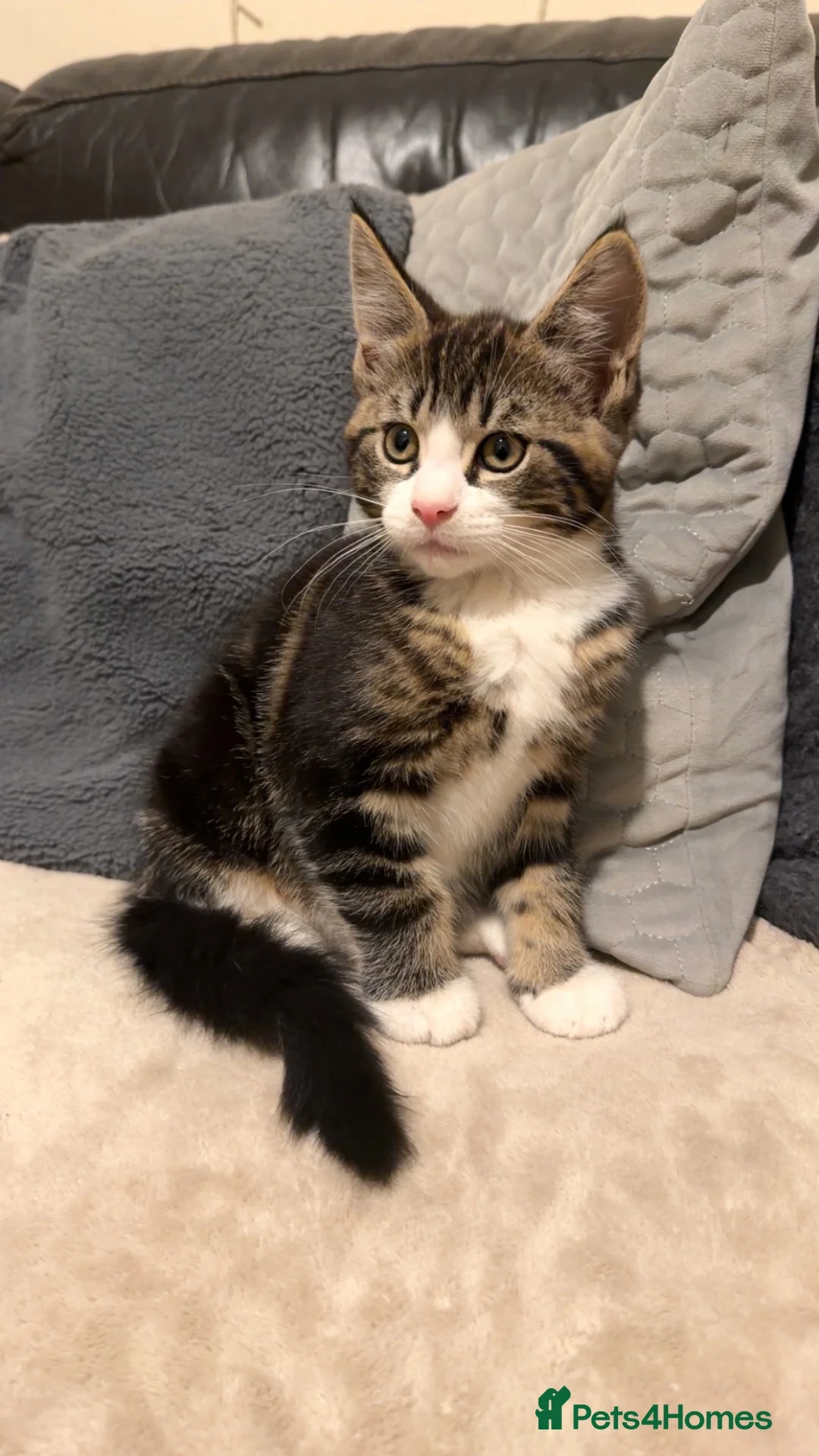 Maine Coon cats for sale: Maine Coon Kittens 🦁🐾 - Advert 8