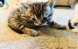 Mixed Breed cats for sale: Gorgeous Siamese Snowshoe Grey Tabby Kittens  - Image 3