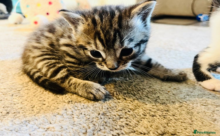 Mixed Breed cats - Advert 4