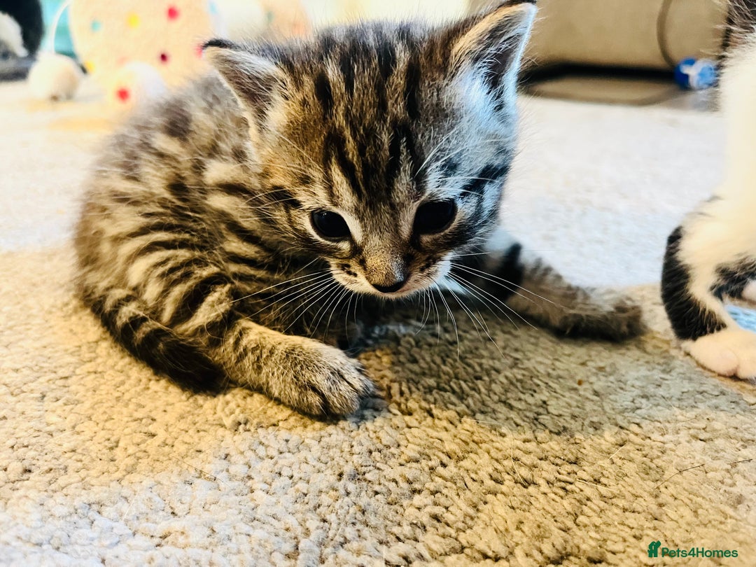 Mixed Breed cats for sale: Gorgeous Siamese Snowshoe Grey Tabby Kittens  - Image 3