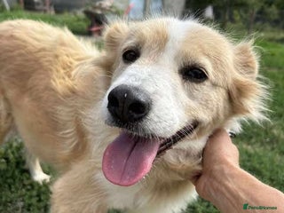 Mixed Breed dogs - Advert 24