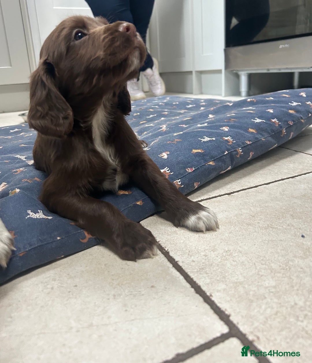 Sprocker dogs for sale: Working Sprocker Spaniels  - Advert 31