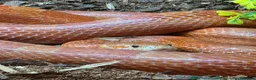Snake reptiles for sale: Beautiful Corn Snake with great temperement - Advert 2